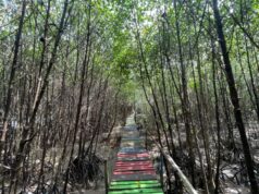 Lantebung : Pelestarian Bakau untuk Perlindungan Kota