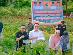 Camat Petasia Timur Kembangkan Lahan Cabe, Bupati Delis: Contoh yang Layak Ditiru