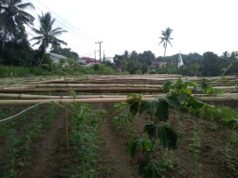 Bersama Petani, SHI Hadirkan Gerakan Mandiri Pangan di Sinjai