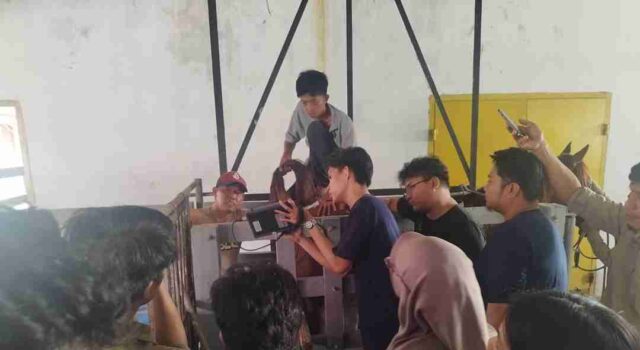 Fapet Unhas Gelar Pelatihan Teknik Kawin Buatan dan Penggunaan USG pada Kuda