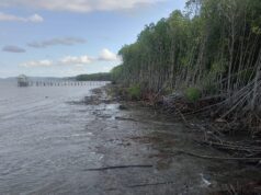 Mangrove Takalala Sinjai Terancam Abrasi, SHI Serukan Kolaborasi