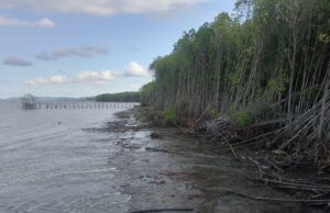 Mangrove Takalala Sinjai Terancam Abrasi, SHI Serukan Kolaborasi