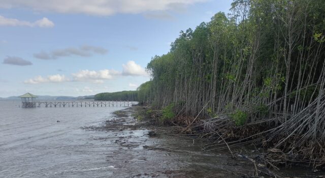 Mangrove Takalala Sinjai Terancam Abrasi, SHI Serukan Kolaborasi