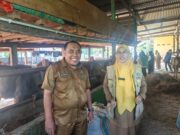 Dinas Pertanian Pangkep Pantau 900 Sapi Kurban, PMK dan Penyakit Menular Nihil