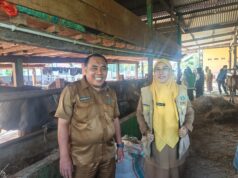 Dinas Pertanian Pangkep Pantau 900 Sapi Kurban, PMK dan Penyakit Menular Nihil