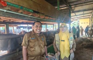 Dinas Pertanian Pangkep Pantau 900 Sapi Kurban, PMK dan Penyakit Menular Nihil