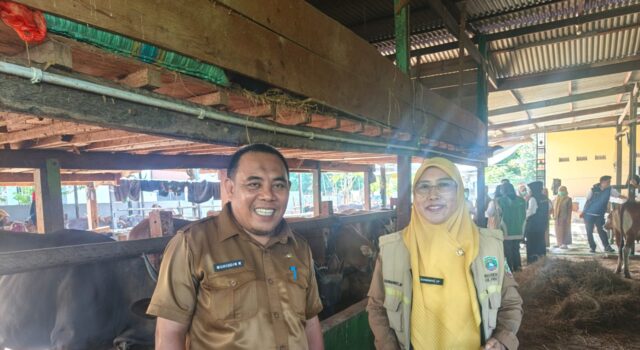 Dinas Pertanian Pangkep Pantau 900 Sapi Kurban, PMK dan Penyakit Menular Nihil