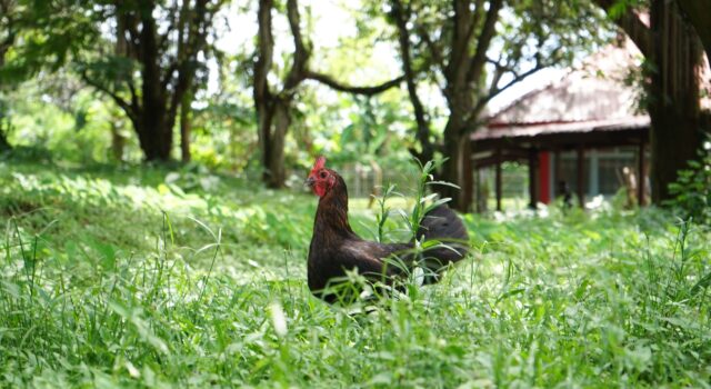 Unhas Kembangkan Ayam Alope-1, Inovasi Genetik untuk Tingkatkan Produktivitas Peternak