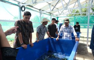 FIKP Unhas Kembangkan Budidaya Ulva untuk Dorong Produktivitas dan Pasar Ekspor