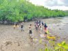 Mahasiswa KKN USN Kolaka dan Global Social Indonesia Tanam Mangrove di Pesisir Bombana