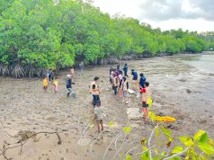 Mahasiswa KKN USN Kolaka dan Global Social Indonesia Tanam Mangrove di Pesisir Bombana