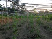 Dari Lahan Warga, SHI Sinjai Dorong Kemandirian Pangan