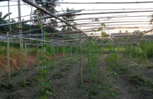 Dari Lahan Warga, SHI Sinjai Dorong Kemandirian Pangan