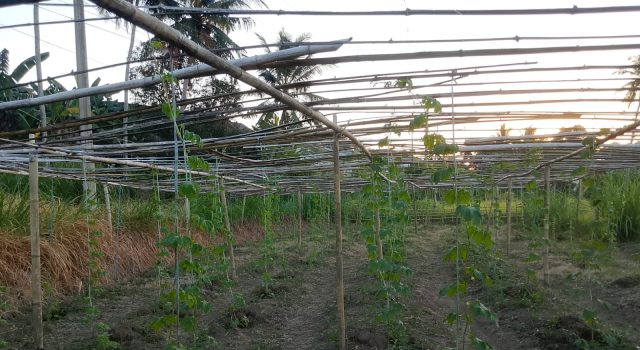 Dari Lahan Warga, SHI Sinjai Dorong Kemandirian Pangan