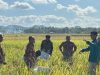 Program Mannennungeng PPK Ormawa Unhas Tingkatkan Panen Padi di Bone Jadi 5,3 Ton per Hektare