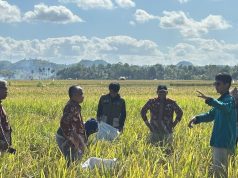 Program Mannennungeng PPK Ormawa Unhas Tingkatkan Panen Padi di Bone Jadi 5,3 Ton per Hektare