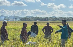 Program Mannennungeng PPK Ormawa Unhas Tingkatkan Panen Padi di Bone Jadi 5,3 Ton per Hektare