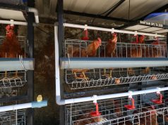 Fapet Unhas Manfaatkan Ayam Alope untuk Dorong Kemandirian Penyandang Disabilitas