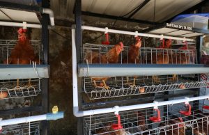 Fapet Unhas Manfaatkan Ayam Alope untuk Dorong Kemandirian Penyandang Disabilitas