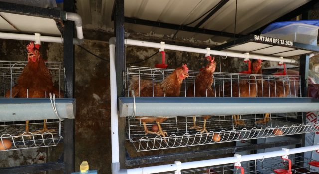 Fapet Unhas Manfaatkan Ayam Alope untuk Dorong Kemandirian Penyandang Disabilitas