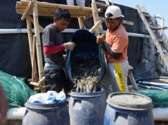 Unhas Panen 60 Ton Udang Vaname dari 11 Kolam Tambak di Jeneponto