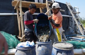 Unhas Panen 60 Ton Udang Vaname dari 11 Kolam Tambak di Jeneponto