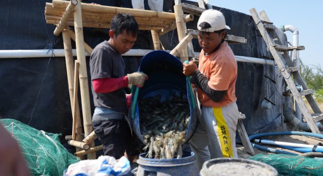 Unhas Panen 60 Ton Udang Vaname dari 11 Kolam Tambak di Jeneponto