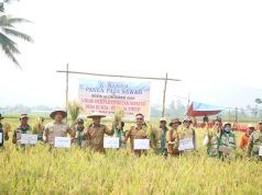 Panen Padi Kelompok Tani Sipatuo, Pemda Morut Dorong Penguatan Swasembada Pangan