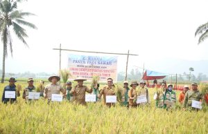 Panen Padi Kelompok Tani Sipatuo, Pemda Morut Dorong Penguatan Swasembada Pangan