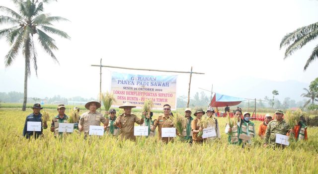 Panen Padi Kelompok Tani Sipatuo, Pemda Morut Dorong Penguatan Swasembada Pangan